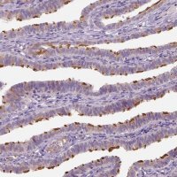 Anti-IFT52 antibody produced in rabbit 