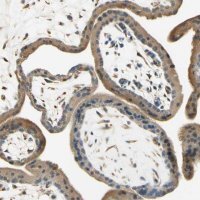 Anti-IGDCC4 antibody produced in rabbit 