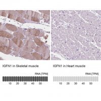 Anti-IGFN1 antibody produced in rabbit