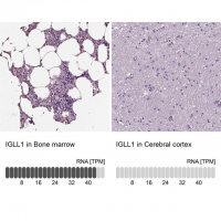 Anti-IGLL1 antibody produced in rabbit