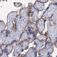 Anti-IGSF3 antibody produced in rabbit 