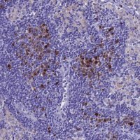 Anti-IGSF6 antibody produced in rabbit
