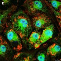 Anti-IL-33 Antibody, clone 5K9, ZooMAb� Rabbit Monoclonal 