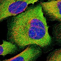 Anti-IL13 antibody produced in rabbit 