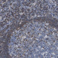 Anti-IL16 antibody produced in rabbit 