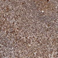 Anti-IL32 antibody produced in rabbit 