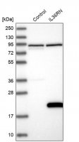 Anti-IL36RN antibody produced in rabbit