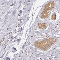 Anti-IMPDH2 antibody produced in rabbit