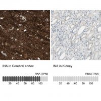 Anti-INA antibody produced in rabbit