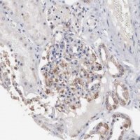Anti-INF2 antibody produced in rabbit
