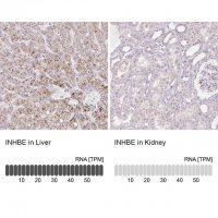 Anti-INHBE antibody produced in rabbit