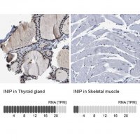 Anti-INIP antibody produced in rabbit