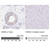 Anti-INO80C antibody produced in rabbit 