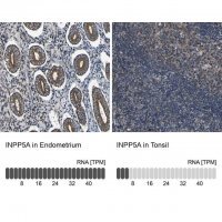 Anti-INPP5A antibody produced in rabbit HPA012285-100UL