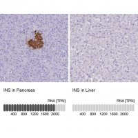 Anti-INS antibody produced in rabbit 