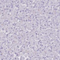 Anti-INS antibody produced in rabbit 