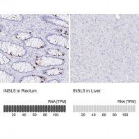 Anti-INSL5 antibody produced in rabbit 