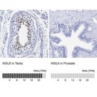 Anti-INSL6 antibody produced in rabbit 
