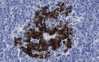 Anti-Insulin Antibody, clone 3B5 ZooMAb� Rabbit Monoclonal 