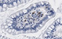 Anti-Interferon Antibody, clone 4F5 ZooMAb� Rabbit Monoclonal 