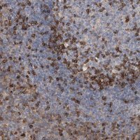 Anti-IPCEF1 antibody produced in rabbit