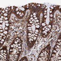 Anti-IPO4 antibody produced in rabbit