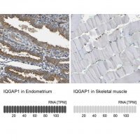 Anti-IQGAP1 antibody produced in rabbit HPA014055-100UL