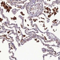 Anti-IRAK3 antibody produced in rabbit 