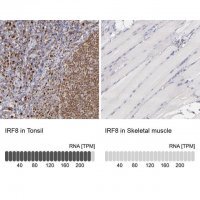 Anti-IRF8 antibody produced in rabbit