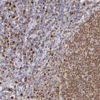 Anti-IRF8 antibody produced in rabbit
