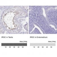 Anti-IRGC antibody produced in rabbit 