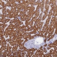 Anti-ISCA1 antibody produced in rabbit