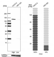 Anti-ITCH antibody produced in rabbit 