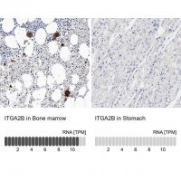 Anti-ITGA2B antibody produced in rabbit 