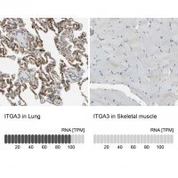 Anti-ITGA3 antibody produced in rabbit 