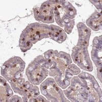 Anti-ITGAE antibody produced in rabbit 