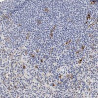 Anti-ITGAX antibody produced in rabbit
