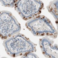 Anti-ITLN2 antibody produced in rabbit