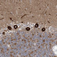 Anti-ITM2B antibody produced in rabbit 