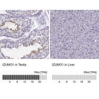 Anti-IZUMO1 antibody produced in rabbit 