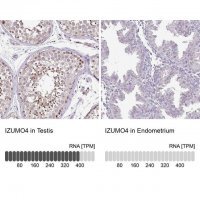 Anti-IZUMO4 antibody produced in rabbit 