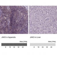 Anti-JAK3 antibody produced in rabbit 