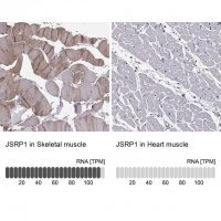 Anti-JSRP1 antibody produced in rabbit