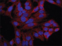 Anti-JUB (C-terminal) antibody produced in rabbit