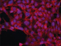 Anti-JUB (C-terminal) antibody produced in rabbit