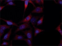 Anti-JUB (N-terminal) antibody produced in rabbit 