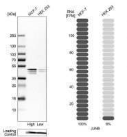 Anti-JUNB antibody produced in rabbit