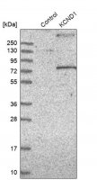 Anti-KCND1 antibody produced in rabbit HPA001066-100UL