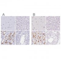 Anti-KCNE2 antibody produced in rabbit 
