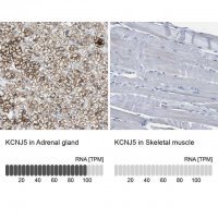 Anti-KCNJ5 antibody produced in rabbit HPA017353-100UL